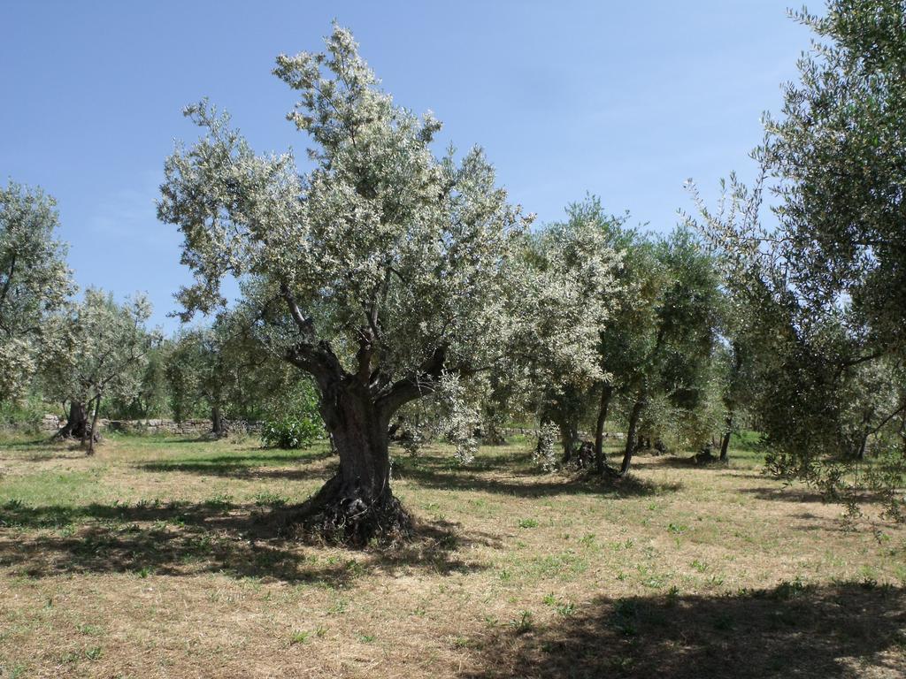 Agriturismo Il Viaio Villa Fiesole Bagian luar foto